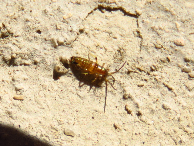 Collembola ID